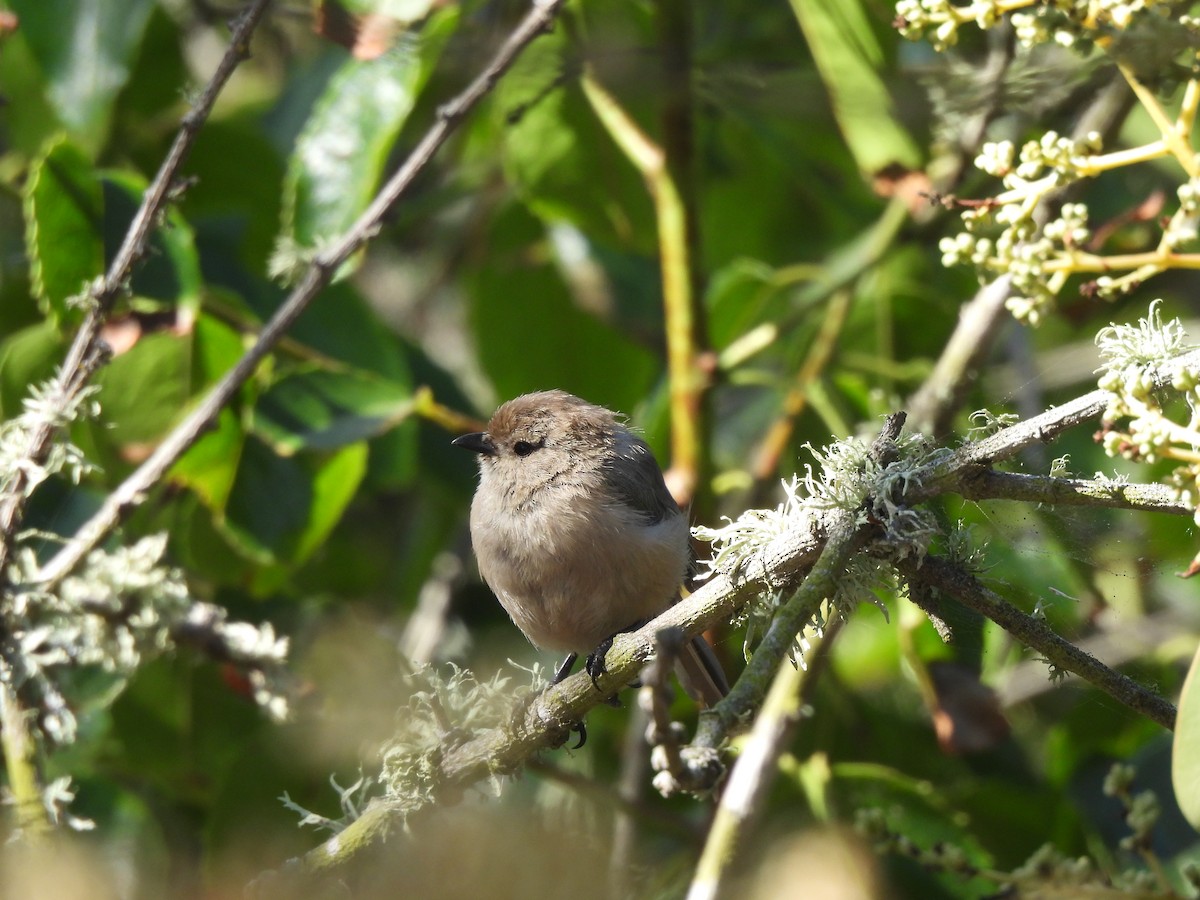 Bushtit - ML643934521