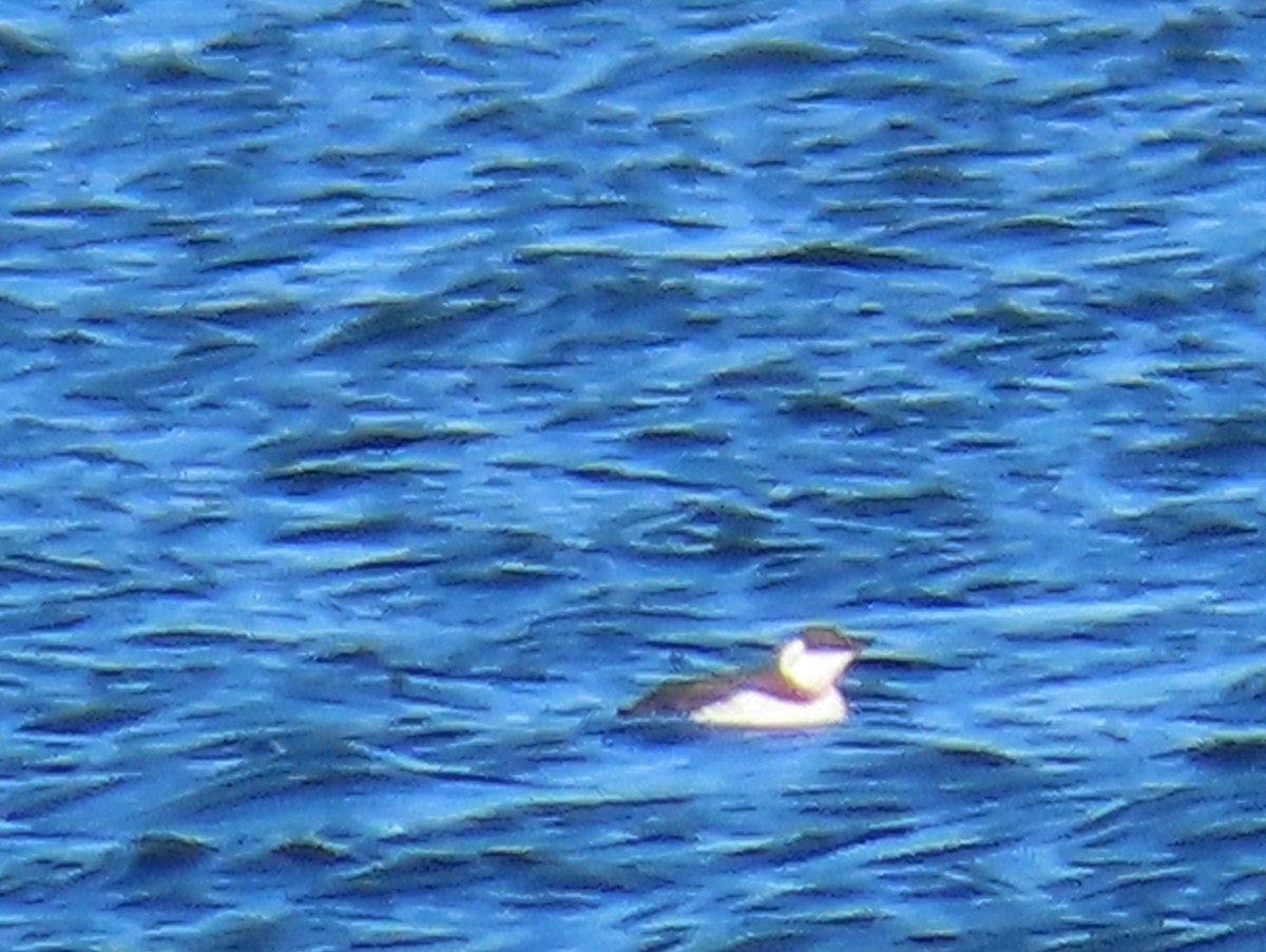 Common Murre - ML643934525