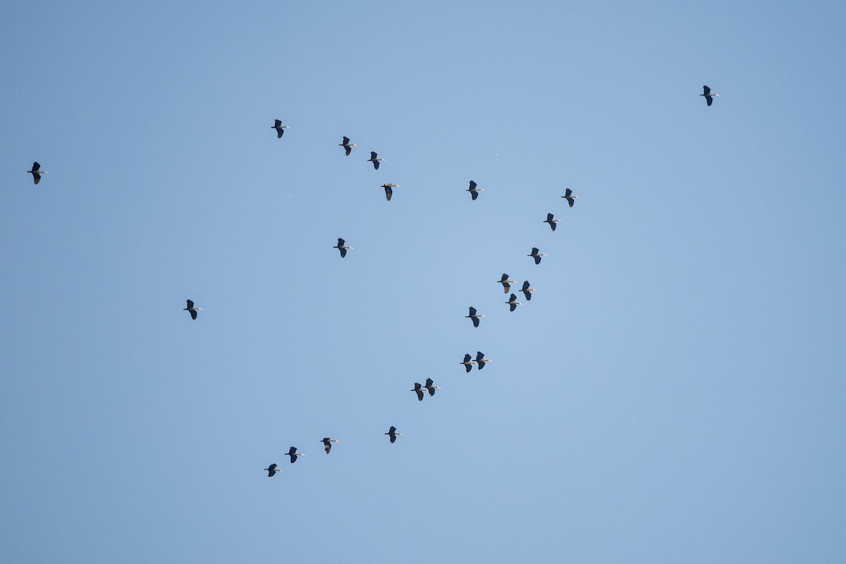 rødmaskeibis - ML643934526