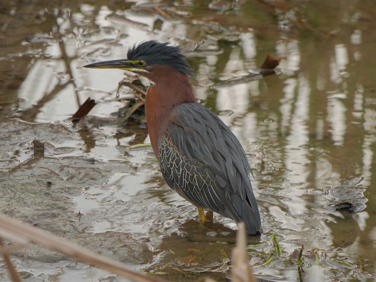 Green Heron - ML643934553