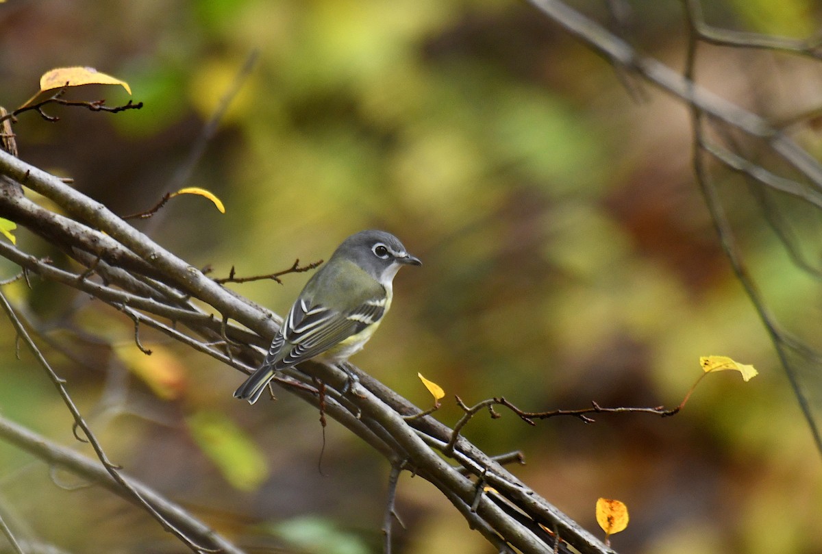 Vireo Solitario - ML643934561