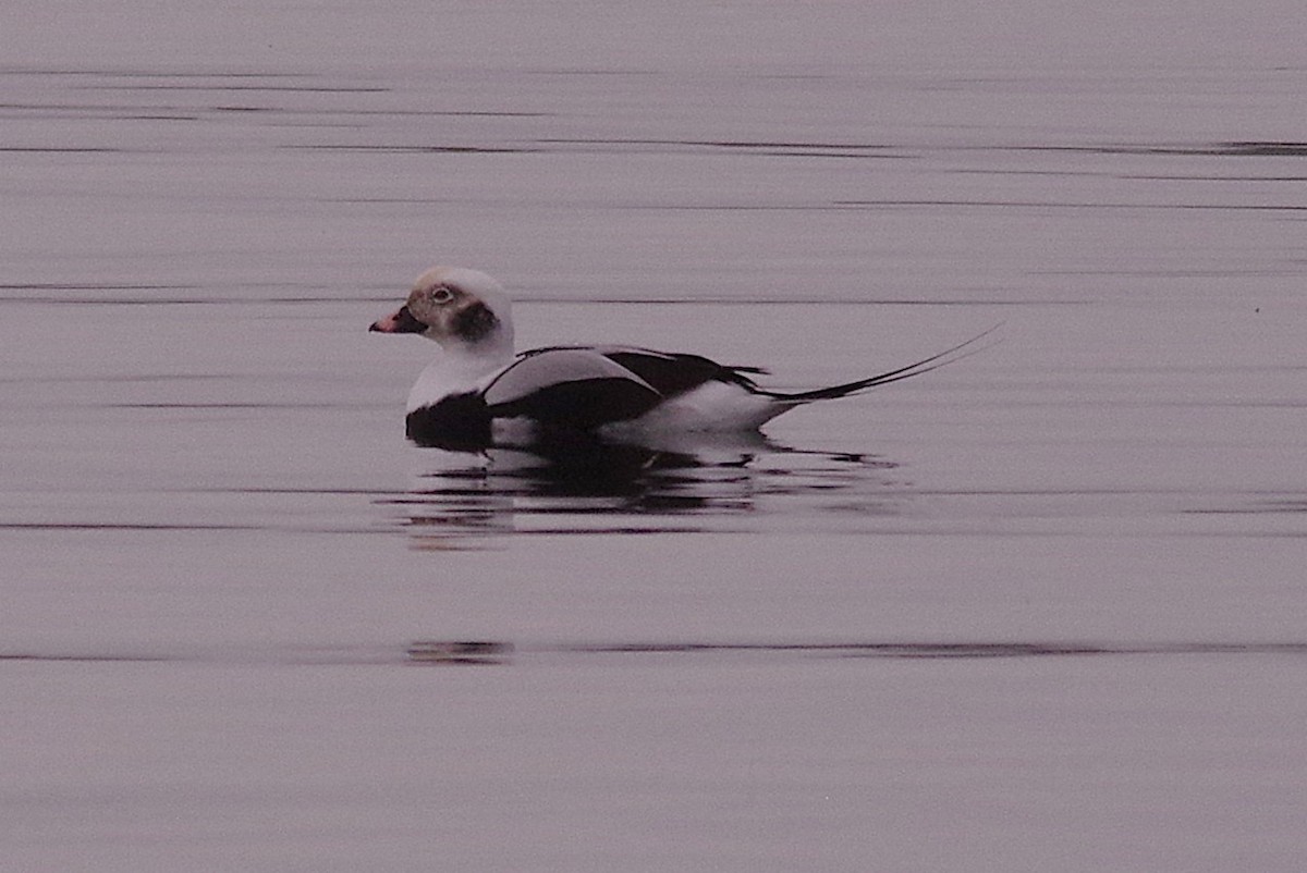 Мөнгөлөг шунгаахай - ML643934563