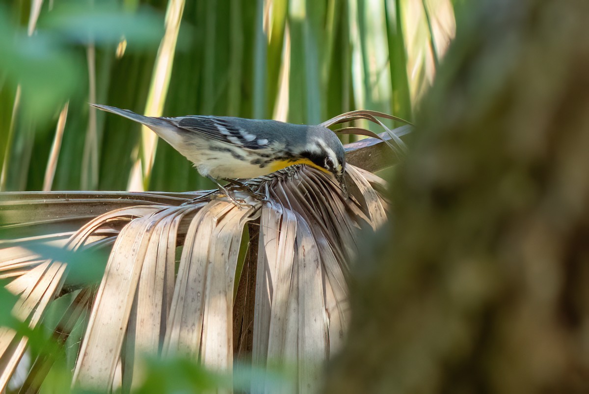 Yellow-throated Warbler - ML643934577