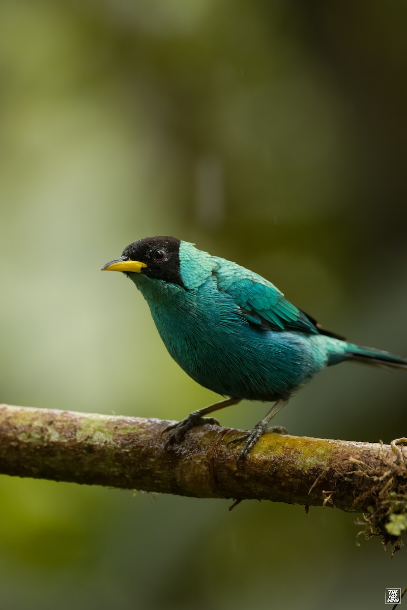 Green Honeycreeper - ML643934594
