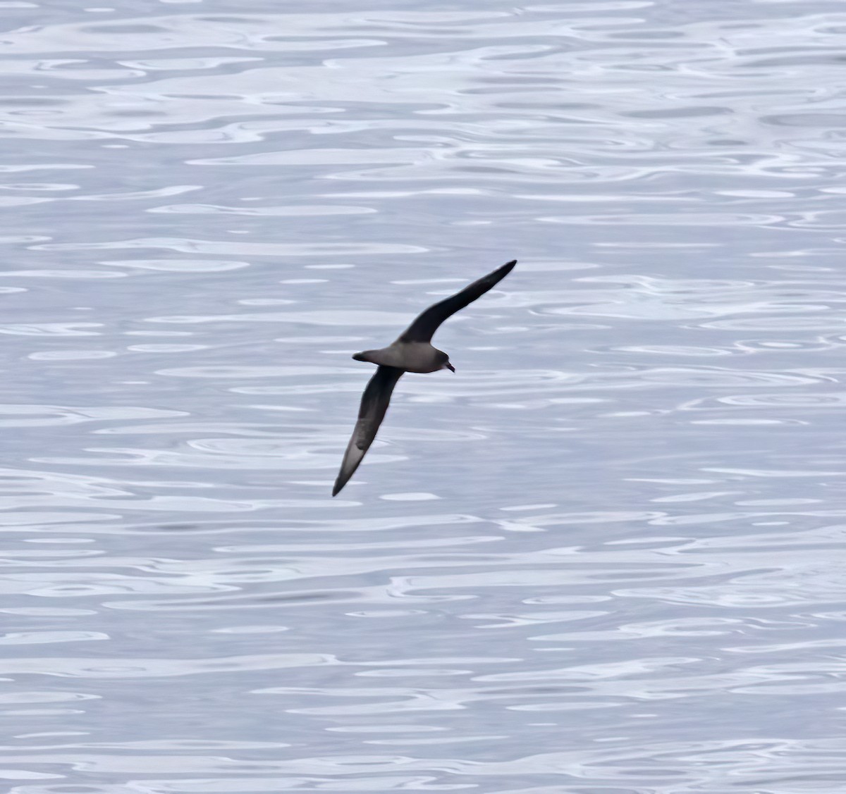 Petrel de Murphy - ML643934599