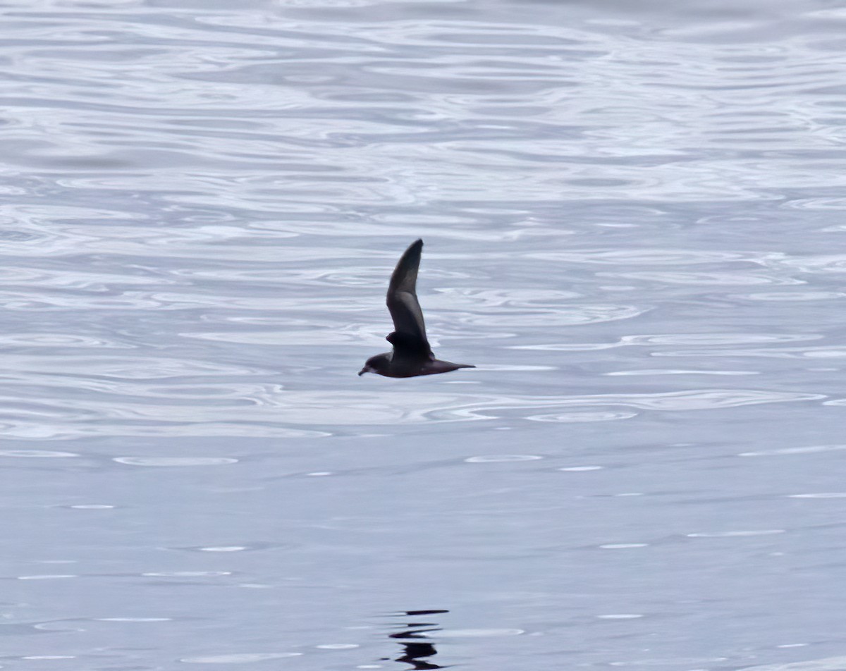 Petrel de Murphy - ML643934600