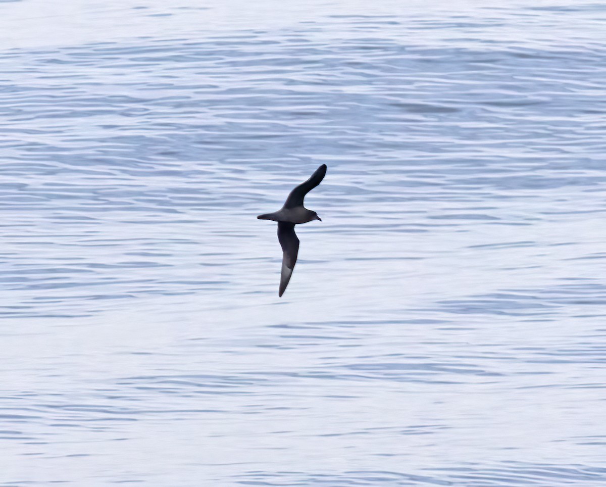 Petrel de Murphy - ML643934601