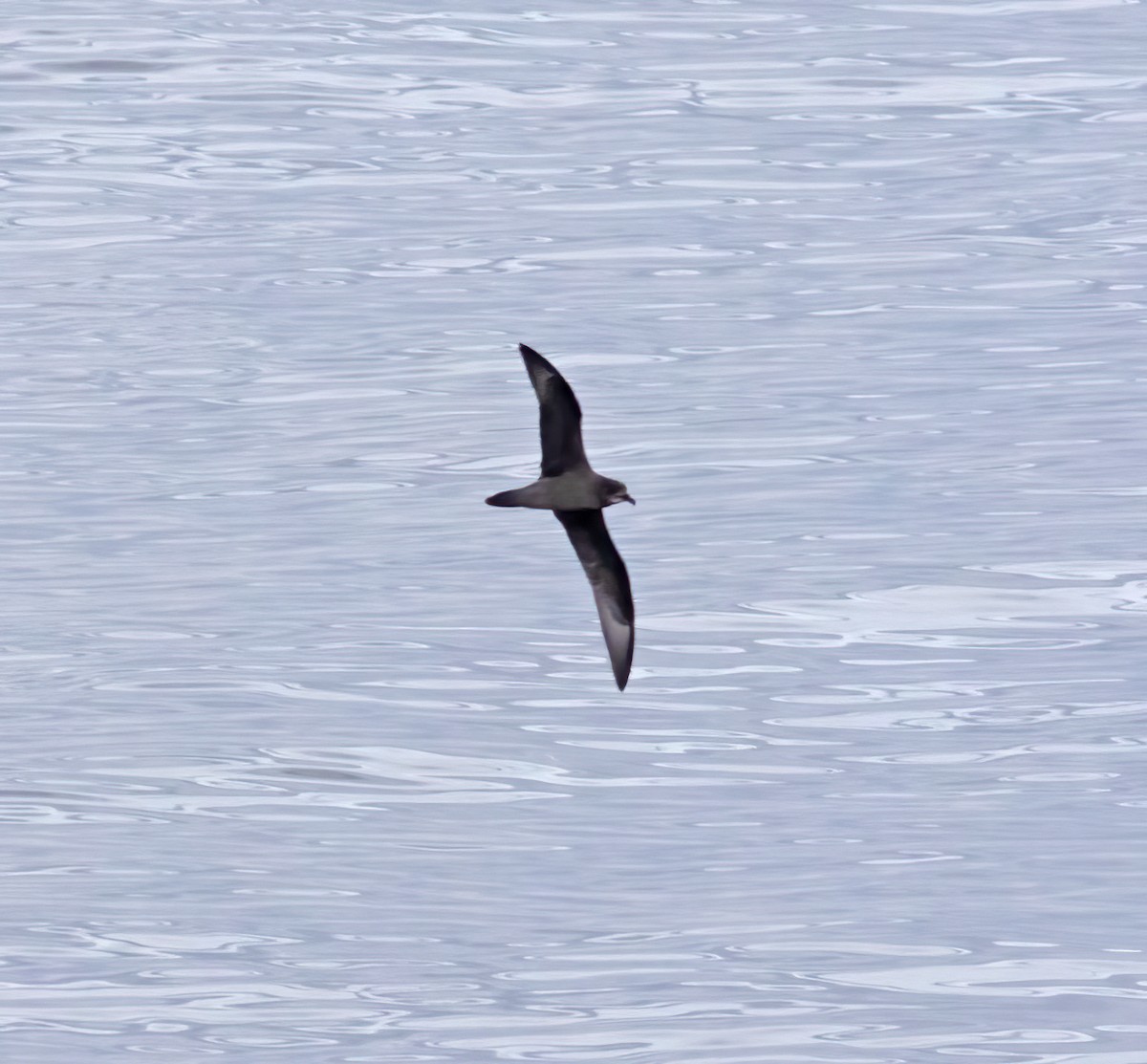 Petrel de Murphy - ML643934602