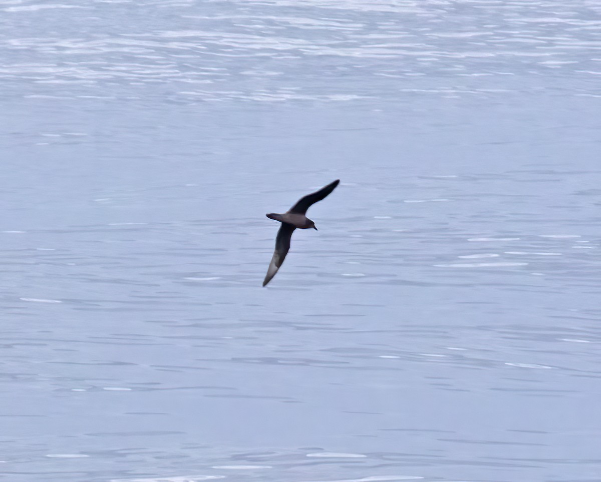 Petrel de Murphy - ML643934603