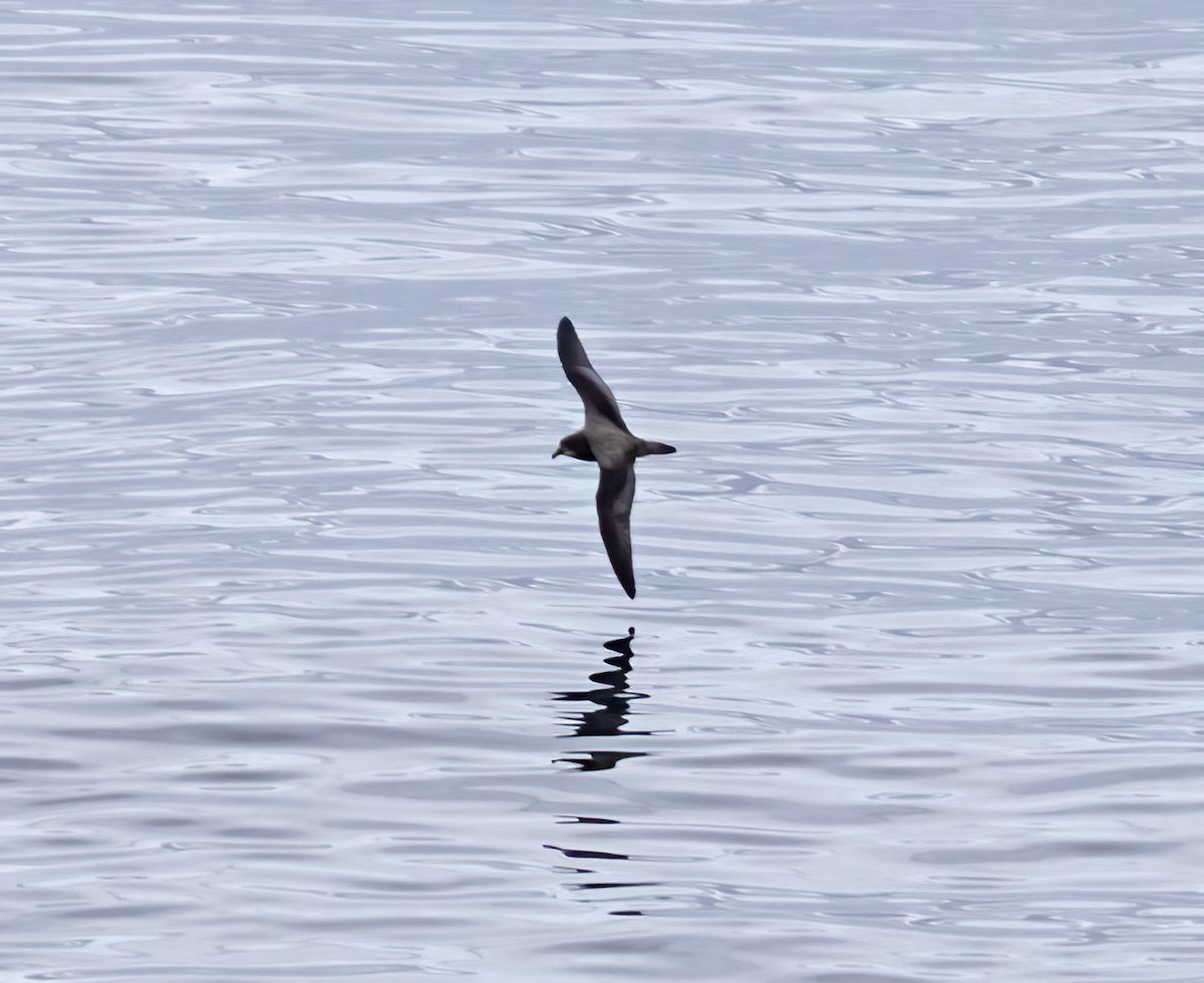 Petrel de Murphy - ML643934604