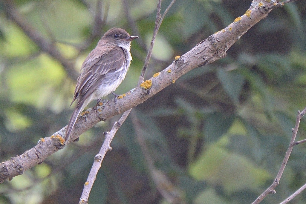 Eastern Phoebe - ML643934616