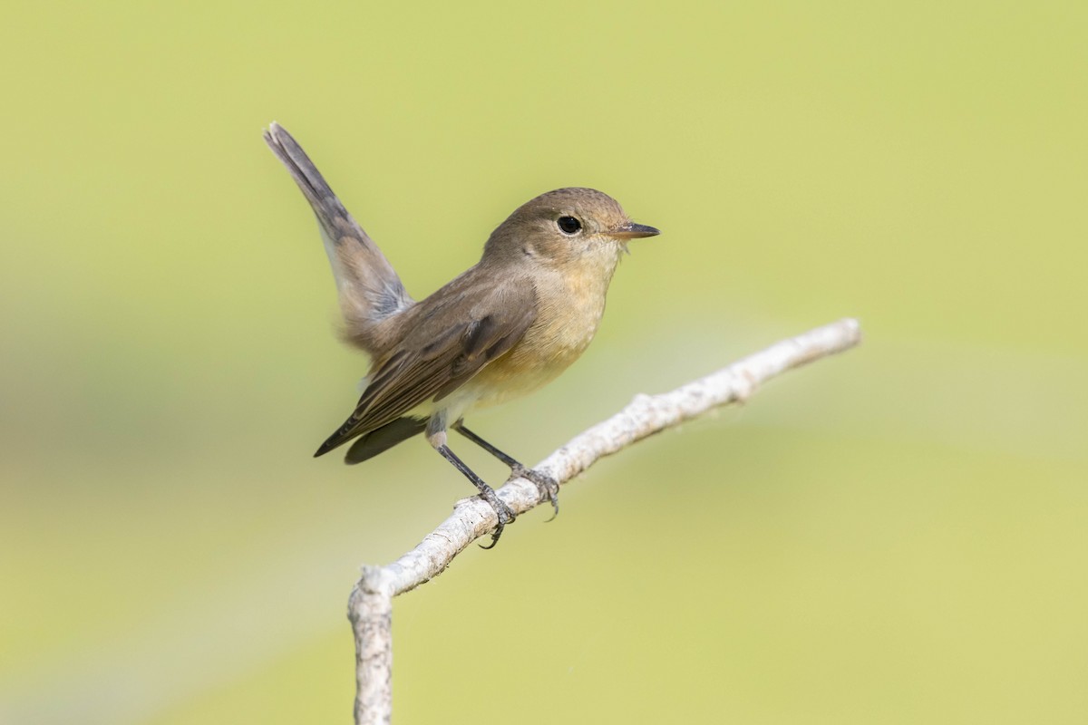 Red-breasted Flycatcher - ML643934632