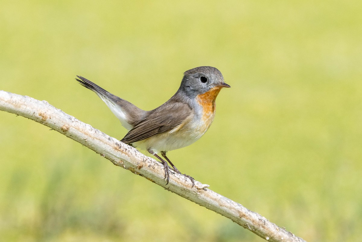Red-breasted Flycatcher - ML643934634