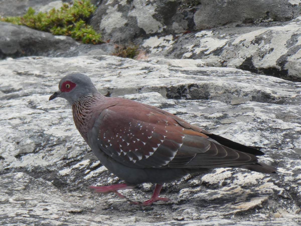 Speckled Pigeon - ML643934654