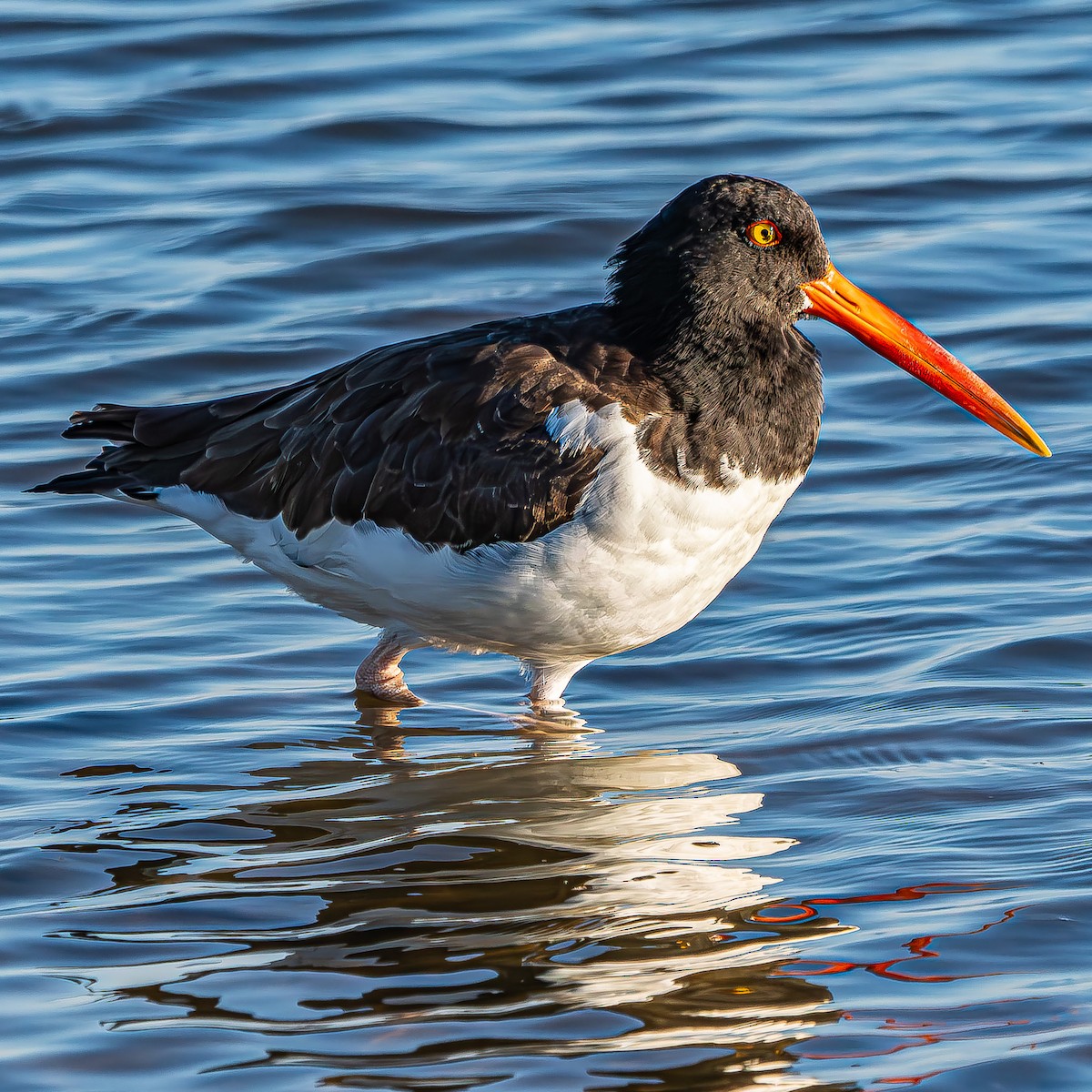 ML643934658 - American Oystercatcher - Macaulay Library