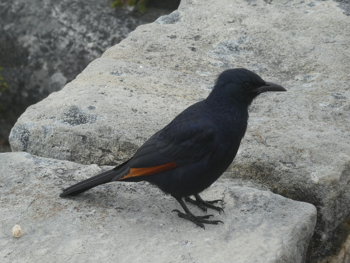 Kızılkanat - ML643934663