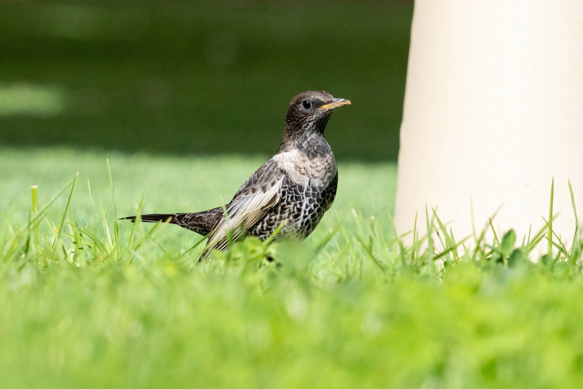 Ring Ouzel - ML643934666