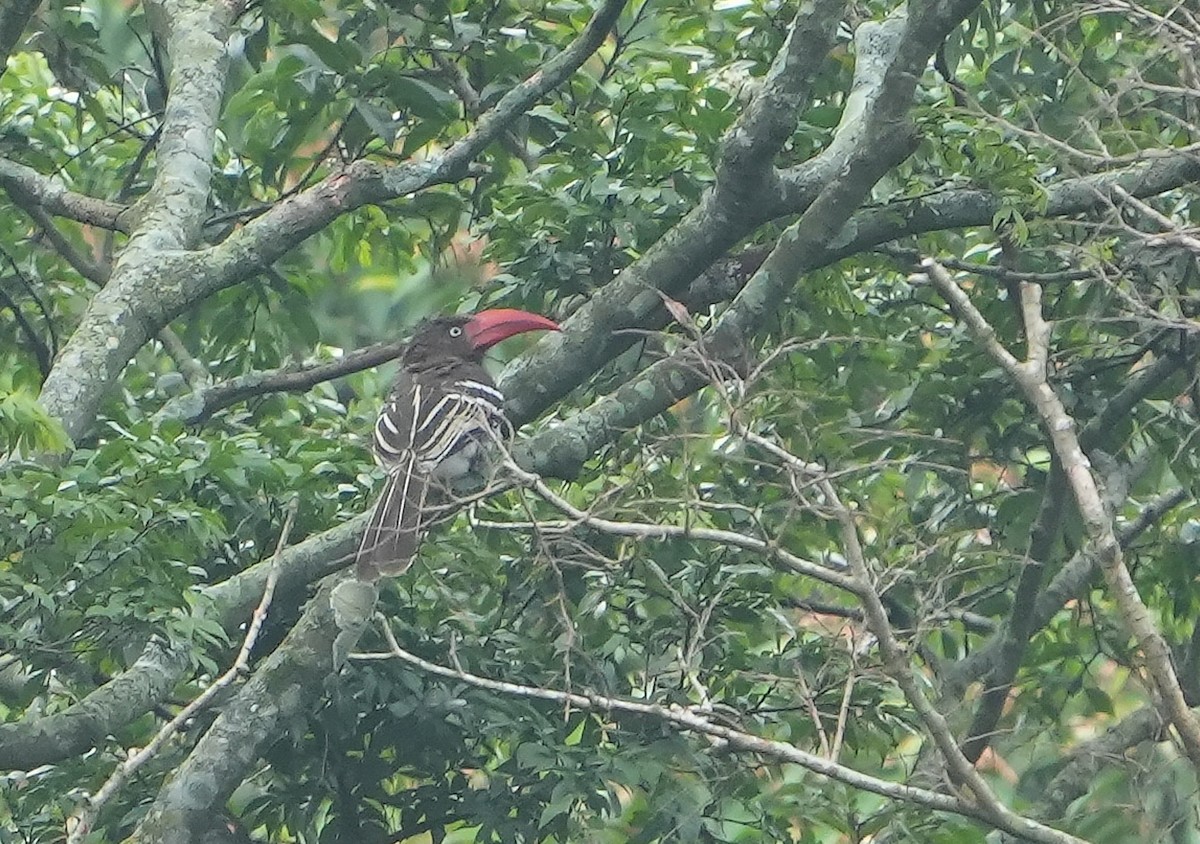 Red-billed Dwarf Hornbill - ML643934692