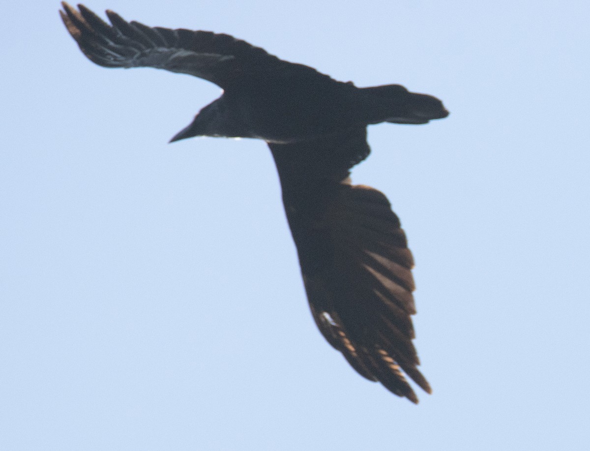 Common Raven - ML643934704