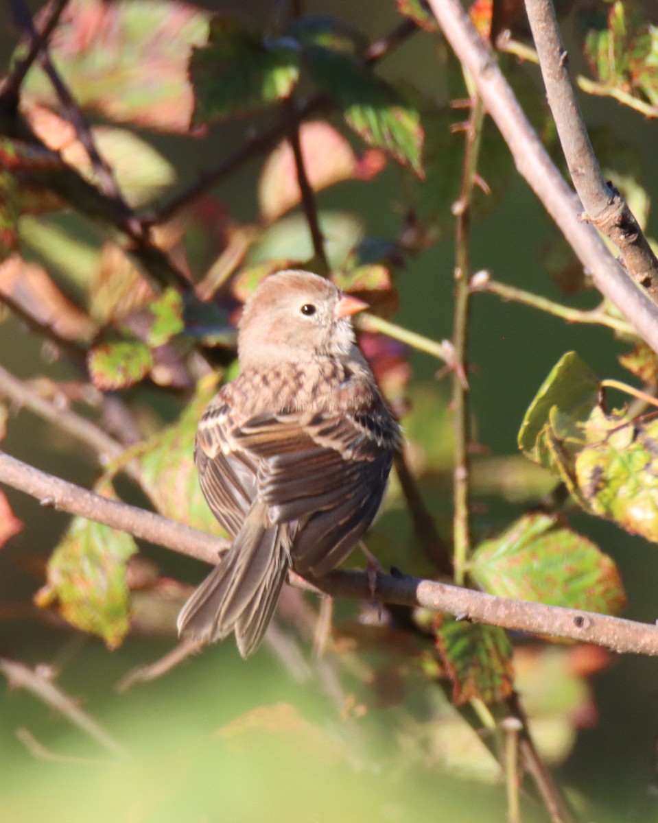 Field Sparrow - ML643934711
