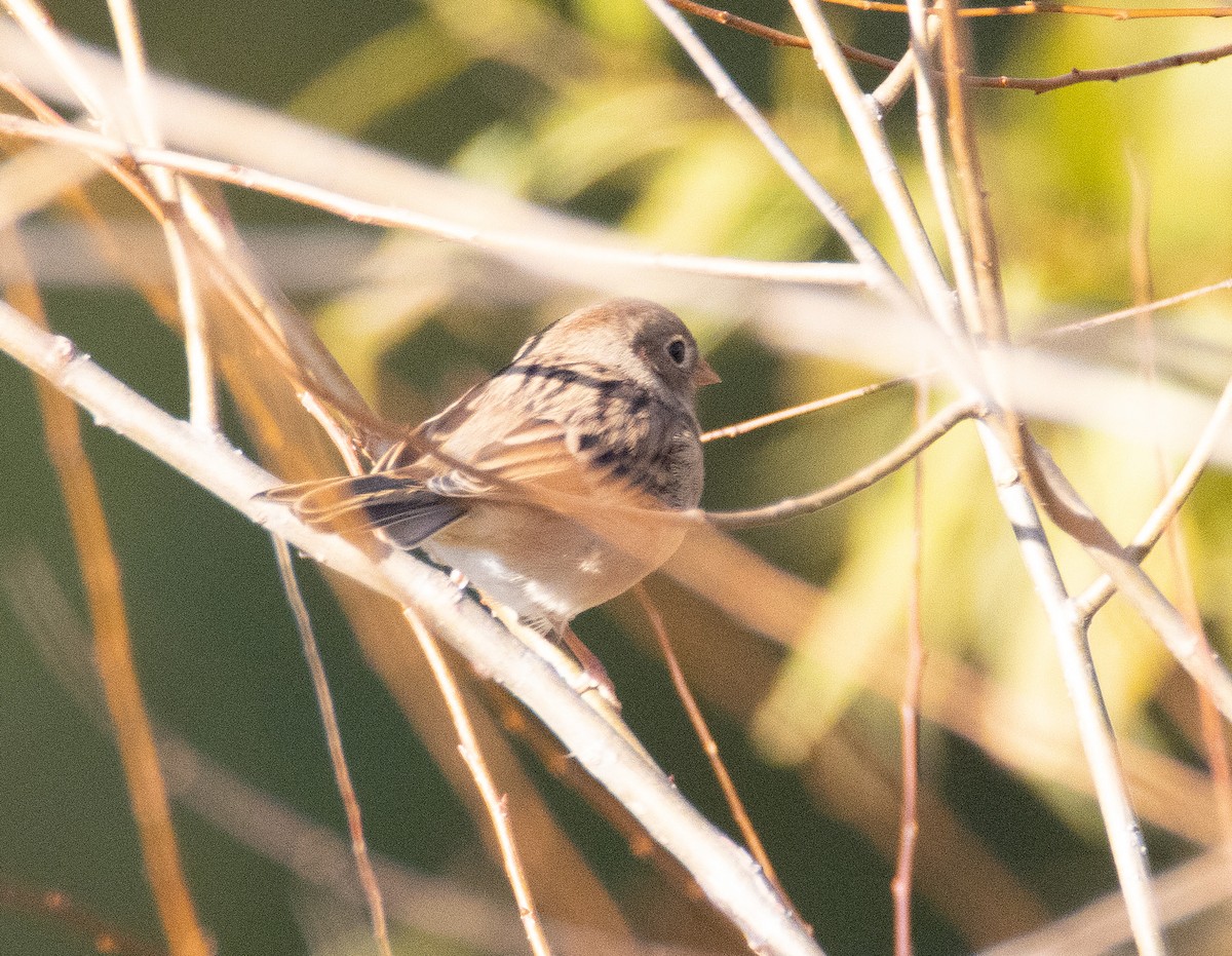 Field Sparrow - ML643934712