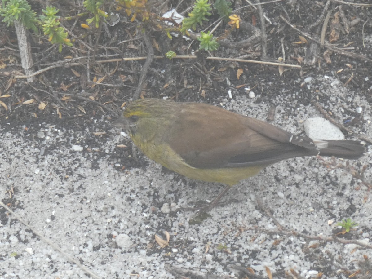 Cape Siskin - ML643934745