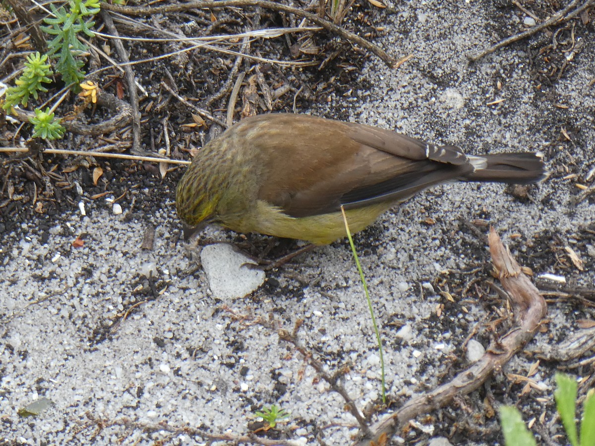 Cape Siskin - ML643934746