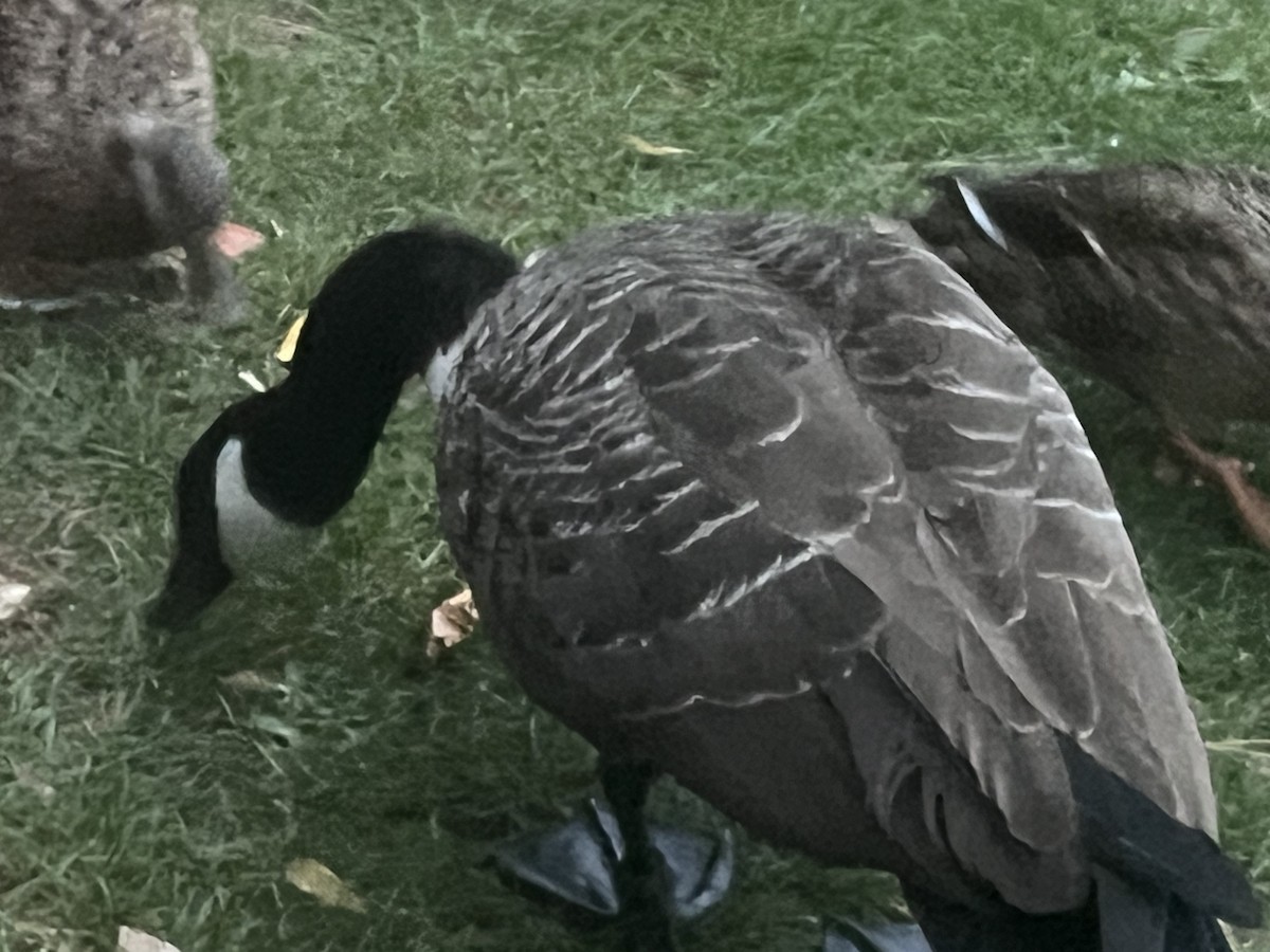 Canada Goose - ML643934750