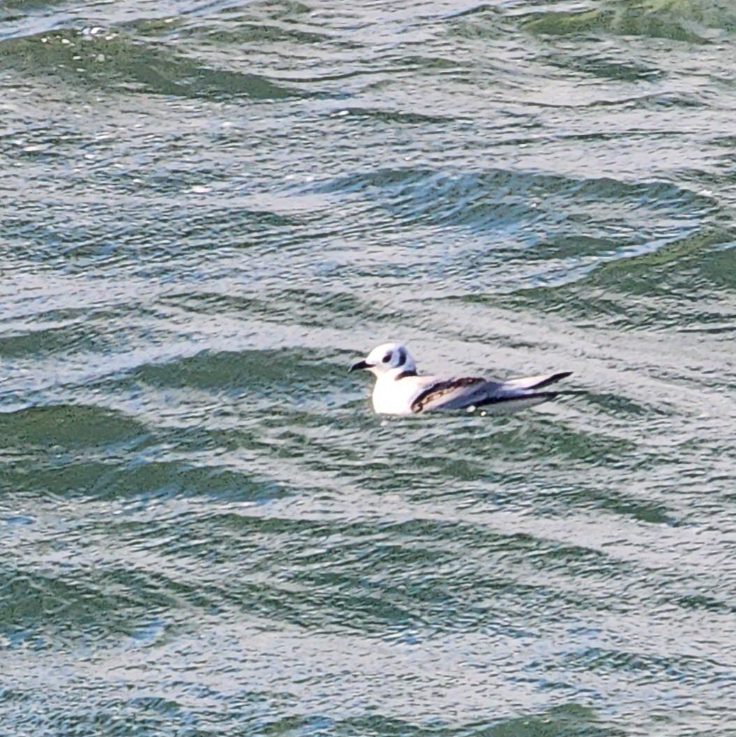 Black-legged Kittiwake - ML643934752