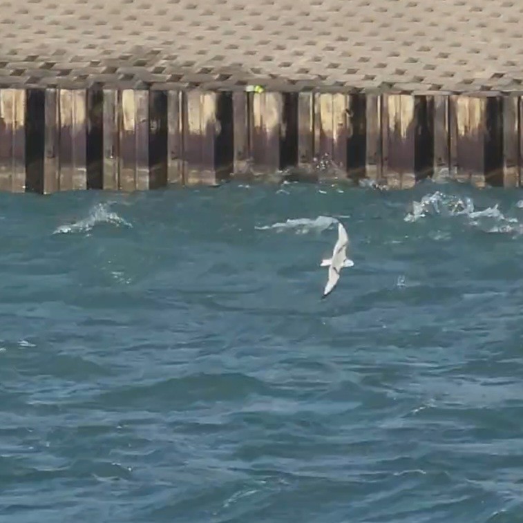 Black-legged Kittiwake - ML643934753