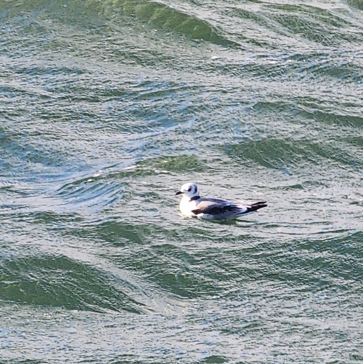 Black-legged Kittiwake - ML643934754