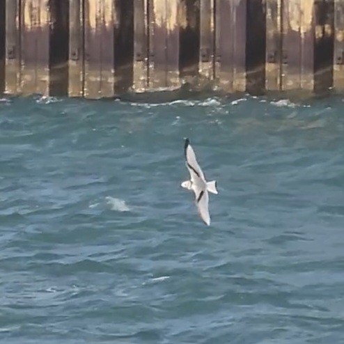 Black-legged Kittiwake - ML643934755