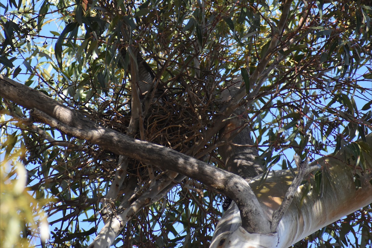 Épervier à collier roux - ML643934766