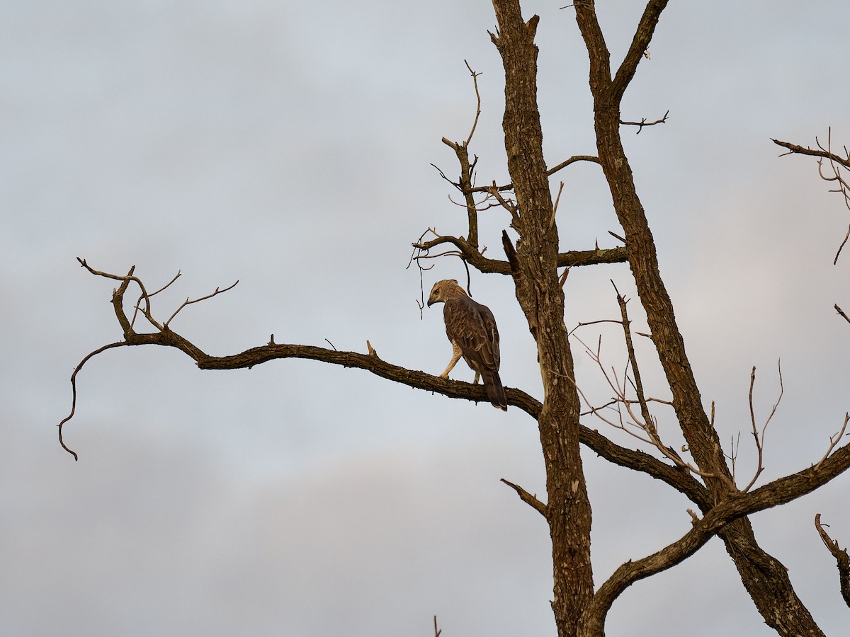 Changeable Hawk-Eagle (Changeable) - ML643934767
