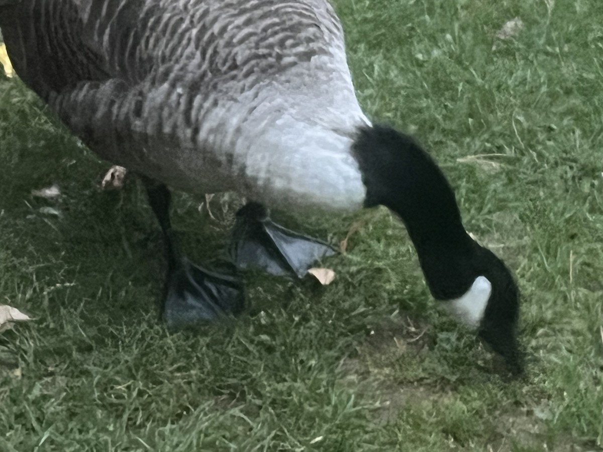 Canada Goose - ML643934771