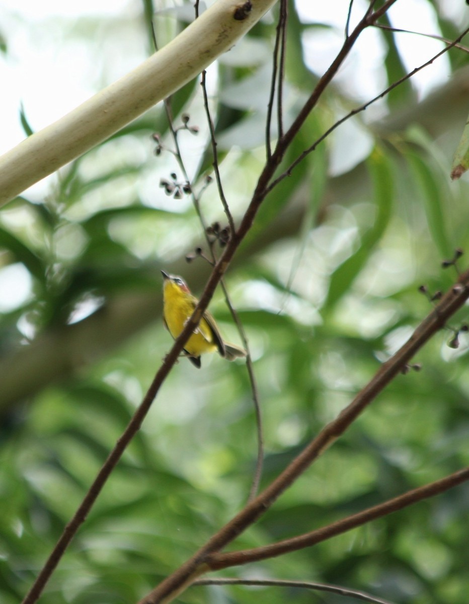 Chestnut-capped Warbler - ML643934776