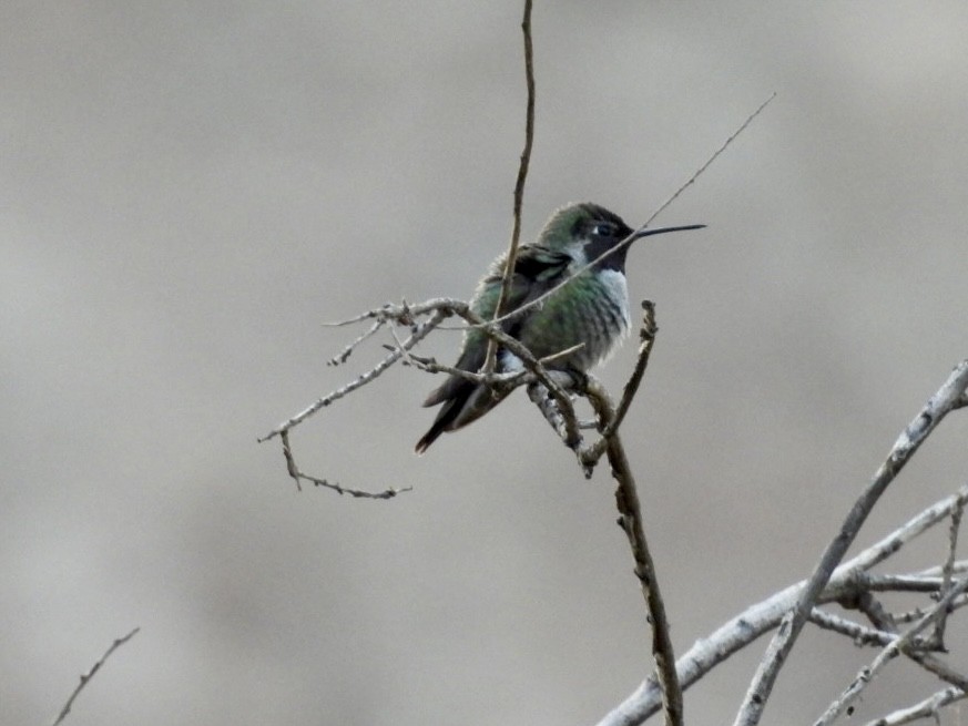 Colibri d'Anna - ML643934777