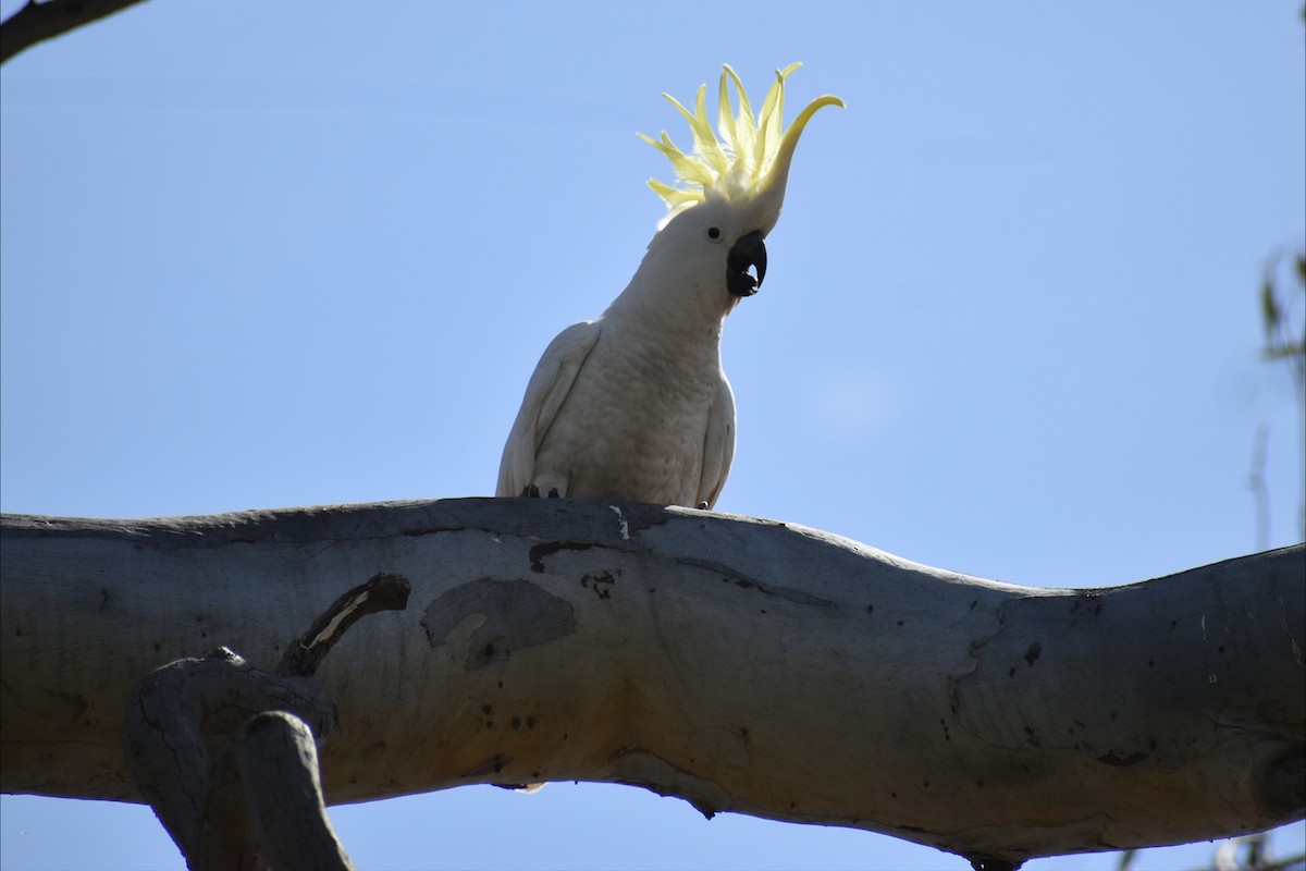 Gelbhaubenkakadu - ML643934784
