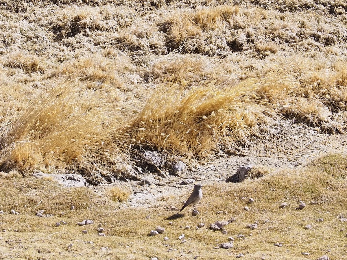 Dormilon à nuque jaune - ML643934792