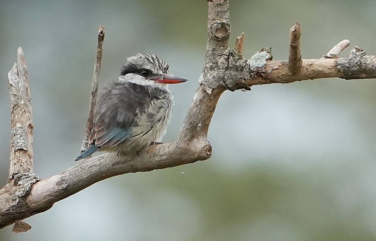 Striped Kingfisher - ML643934794