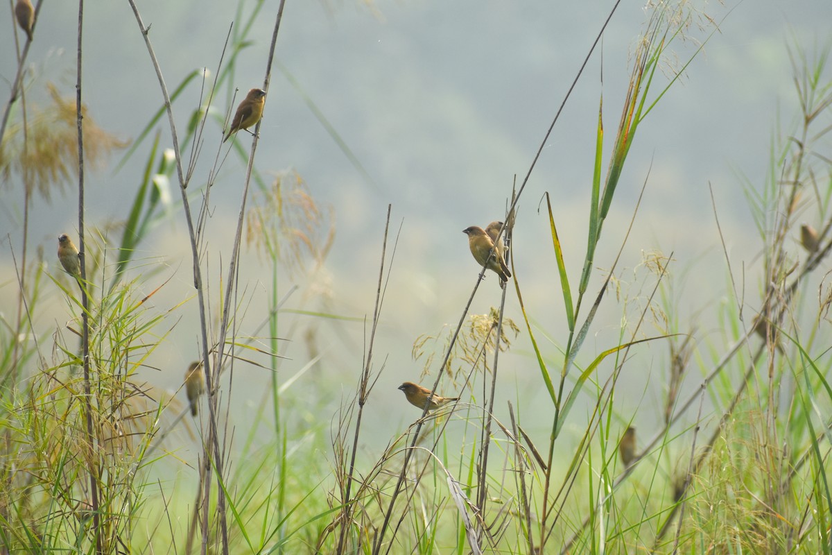 斑文鳥 - ML643934816