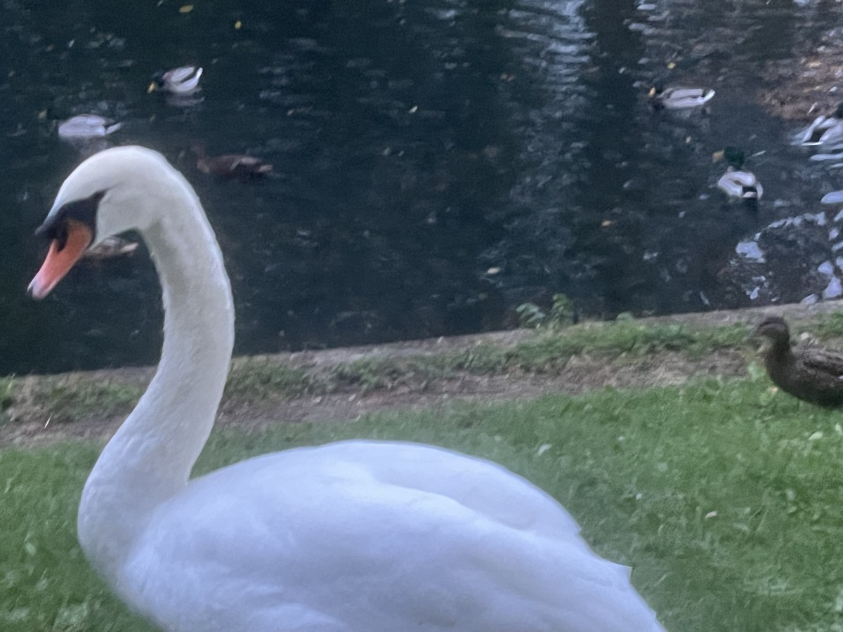 Mute Swan - ML643934826