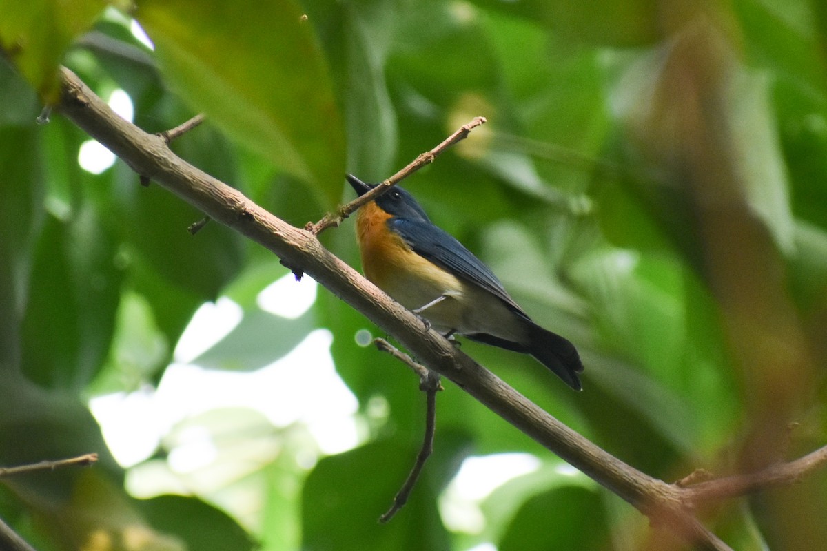 Tickell's Blue Flycatcher - ML643934827
