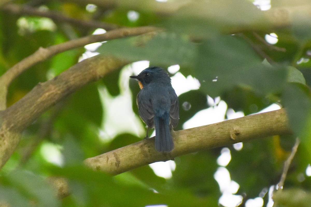 Tickell's Blue Flycatcher - ML643934828