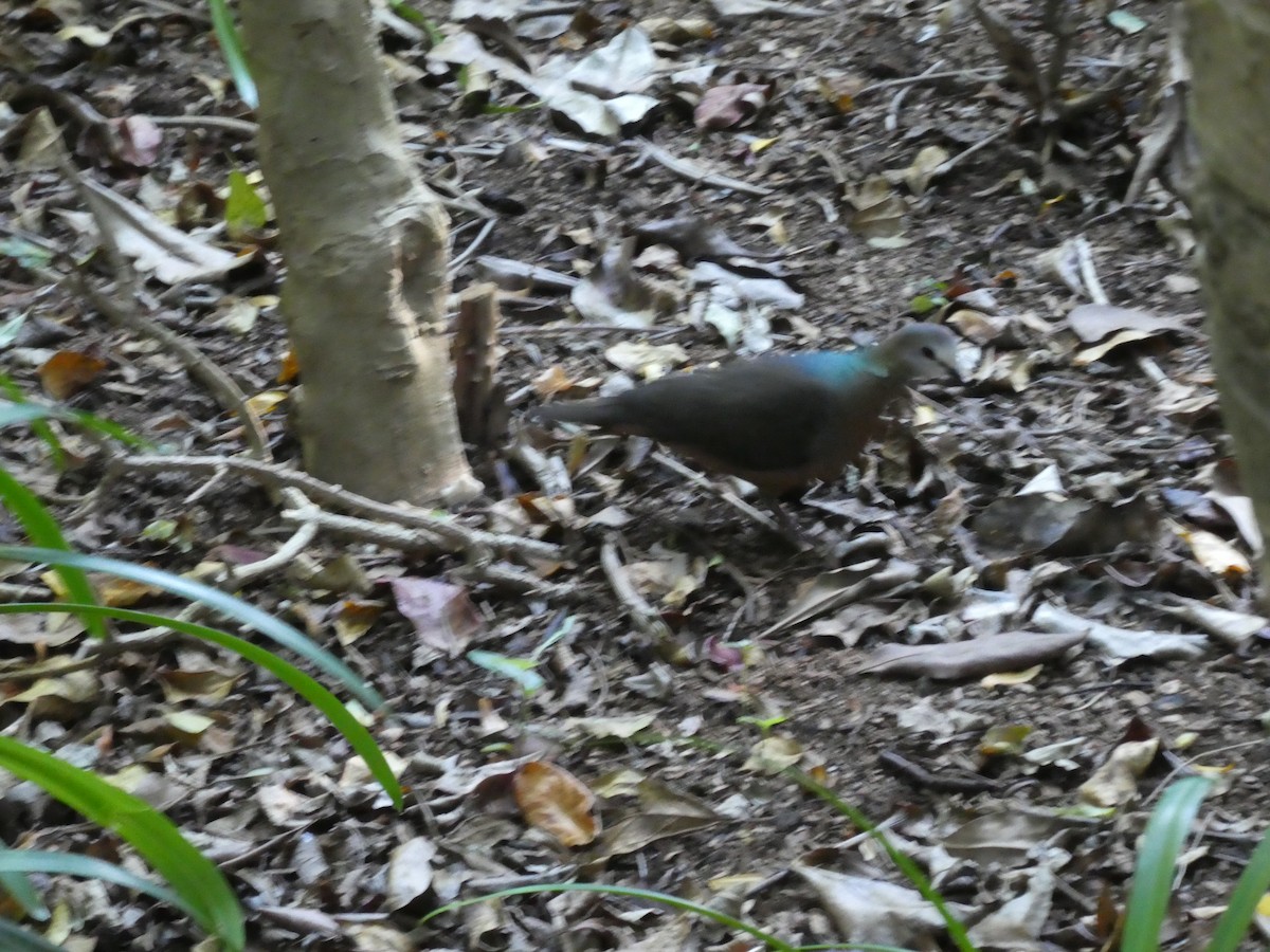 Lemon Dove - ML643934834