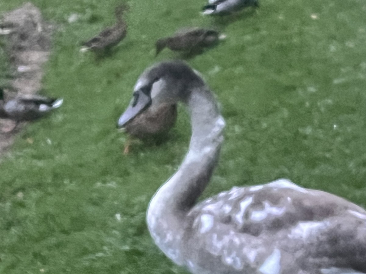 Mute Swan - ML643934835