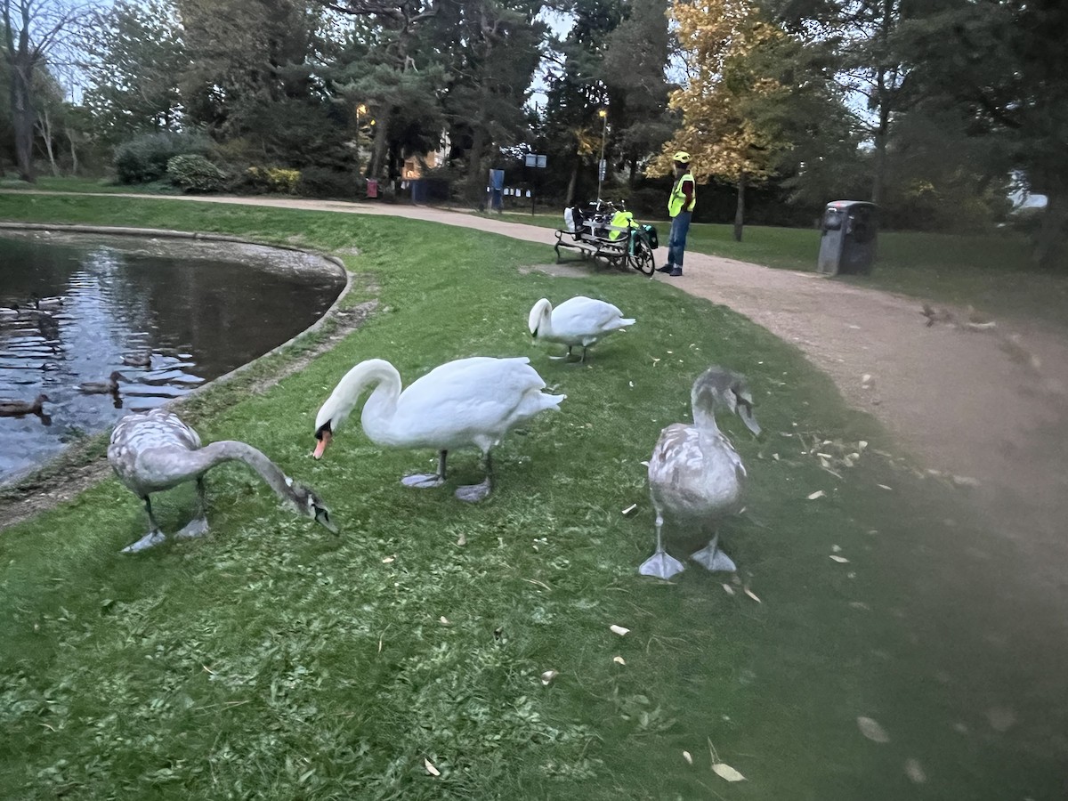 Mute Swan - ML643934850