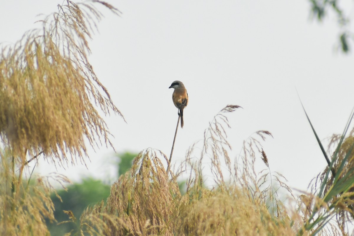 棕背伯勞 - ML643934857