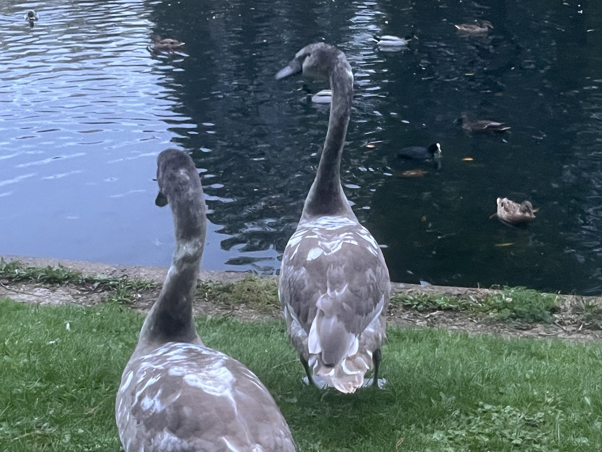 Mute Swan - ML643934858