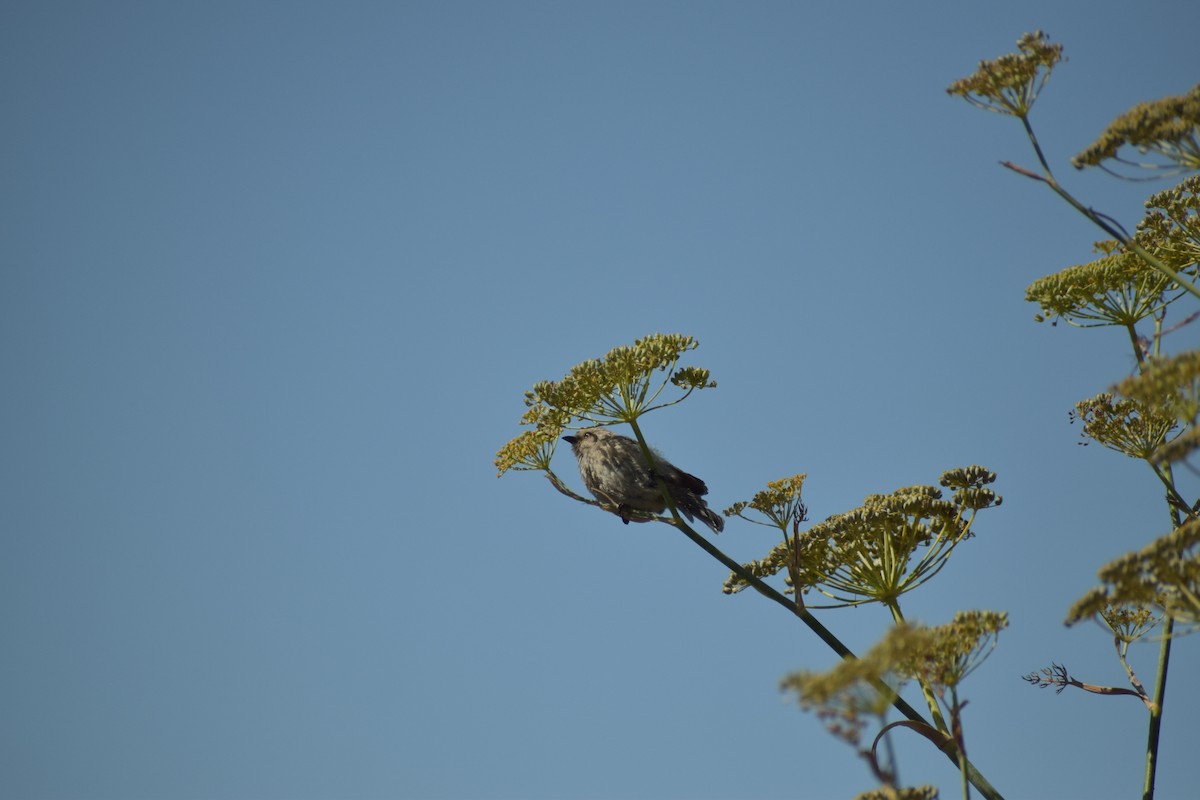 Bushtit - ML643934862
